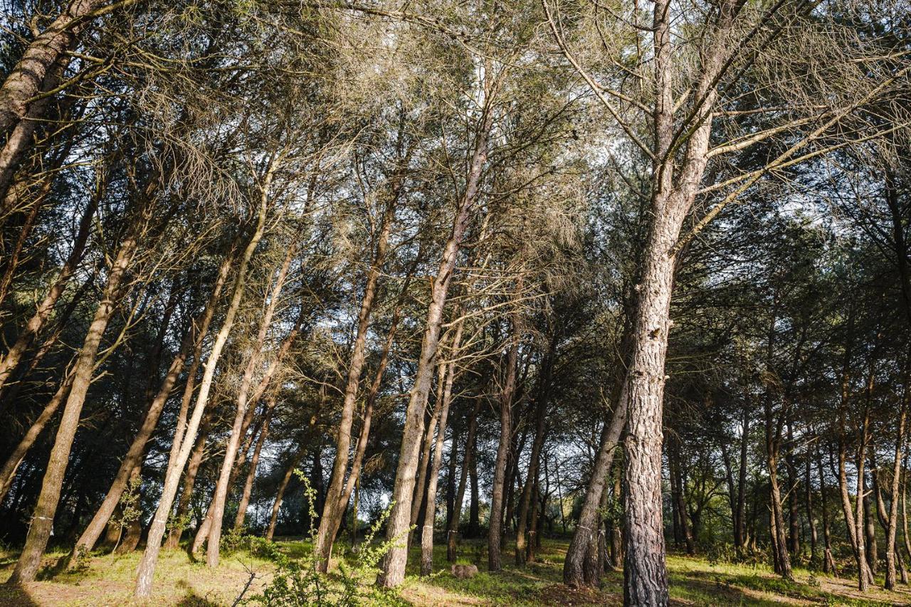 Ad Un Passo Da Cisternino - Trulli Con Foresta, Bici E Barbecue צ'יסטרנינו מראה חיצוני תמונה